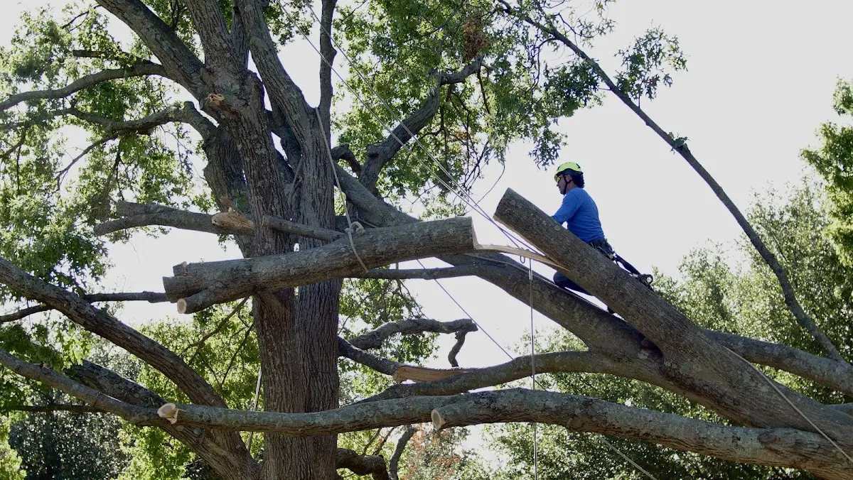 Professional Hazardous Tree Removal performed by certified arborists in Smithdale